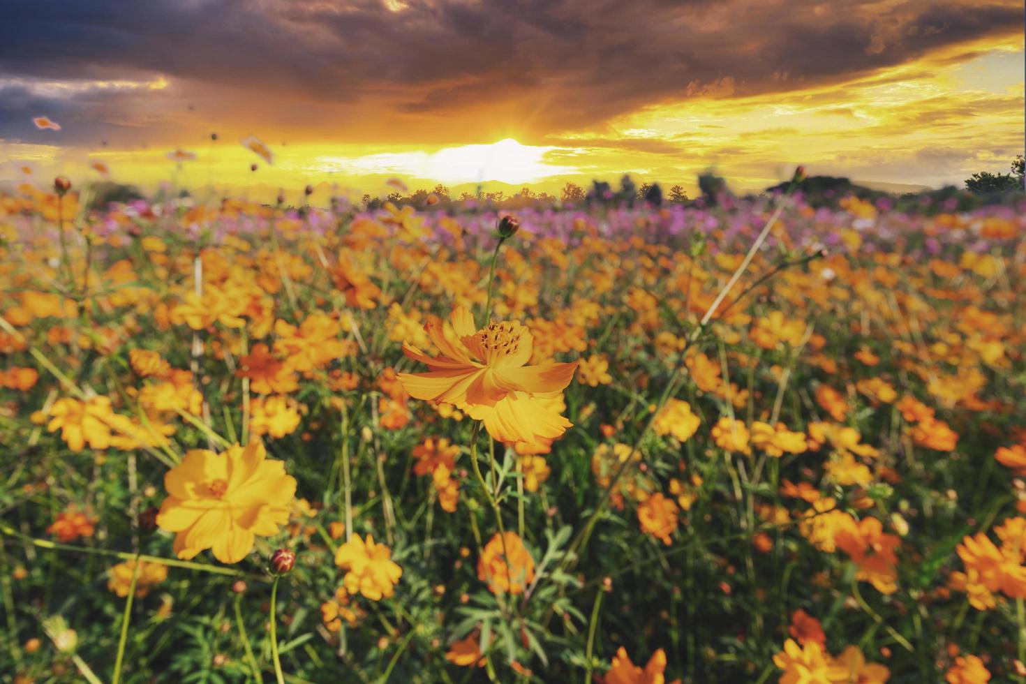 cosmos de visão natural arquivado e pôr do sol no fundo do jardim foto