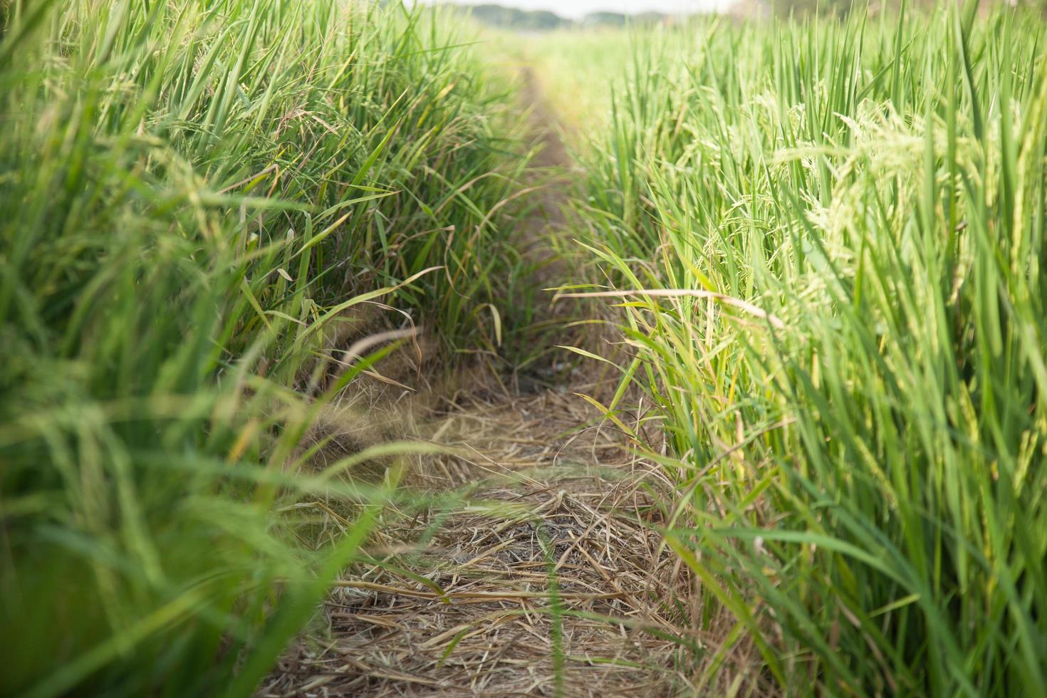 campo de arroz na tailândia foto