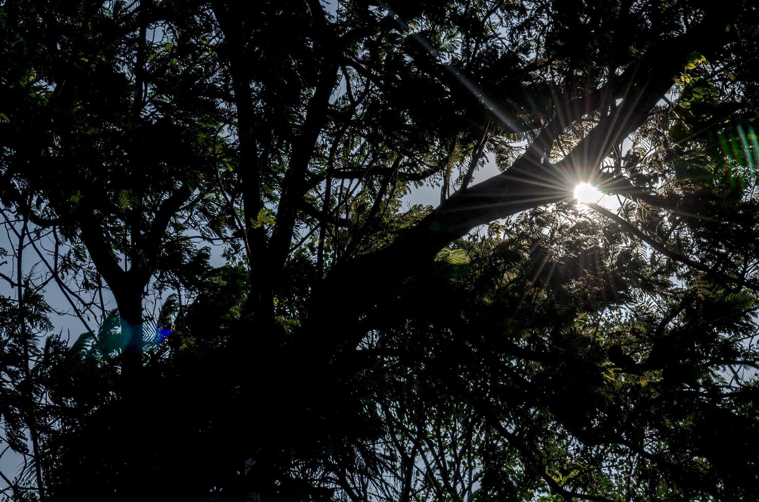 sol brilhando através das árvores foto