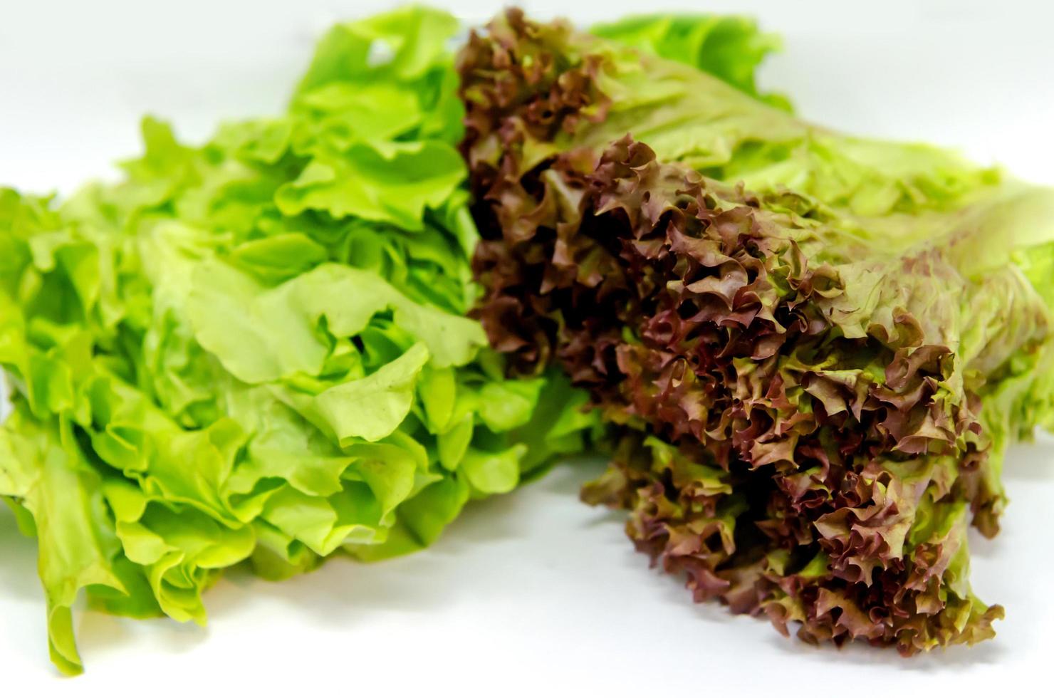 salada de carvalho vermelho foto