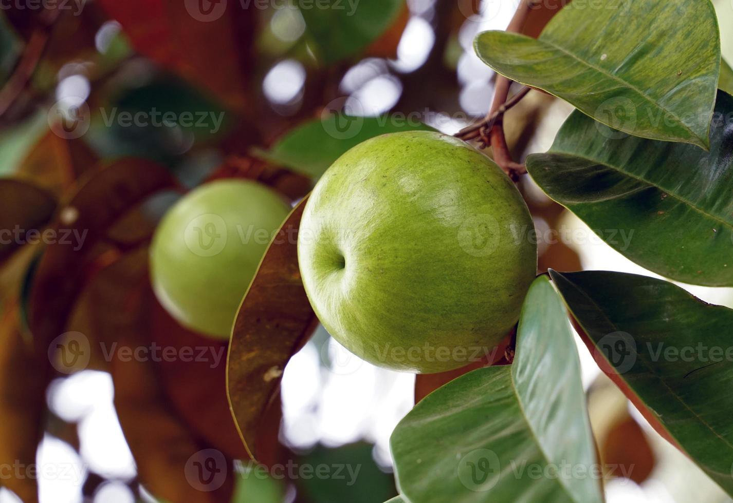 a carambola é uma planta nativa. o rosto é brilhante, verde escuro, o dorso é vermelho, brilhante, fruta esférica, existem variedades verdes. amarelo e vermelho-púrpura, aroma doce. coma frutas frescas. foto