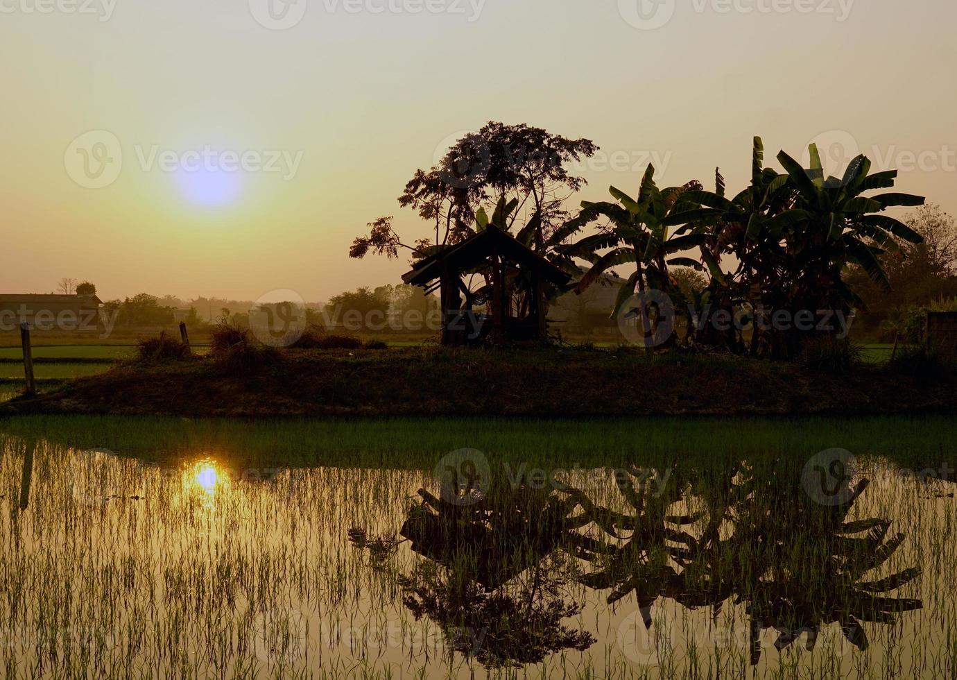 reflexo da luz do sol e das árvores na água nos campos de arroz com vista para o céu amarelo dourado quando o sol está se pondo. foco suave e seletivo. foto