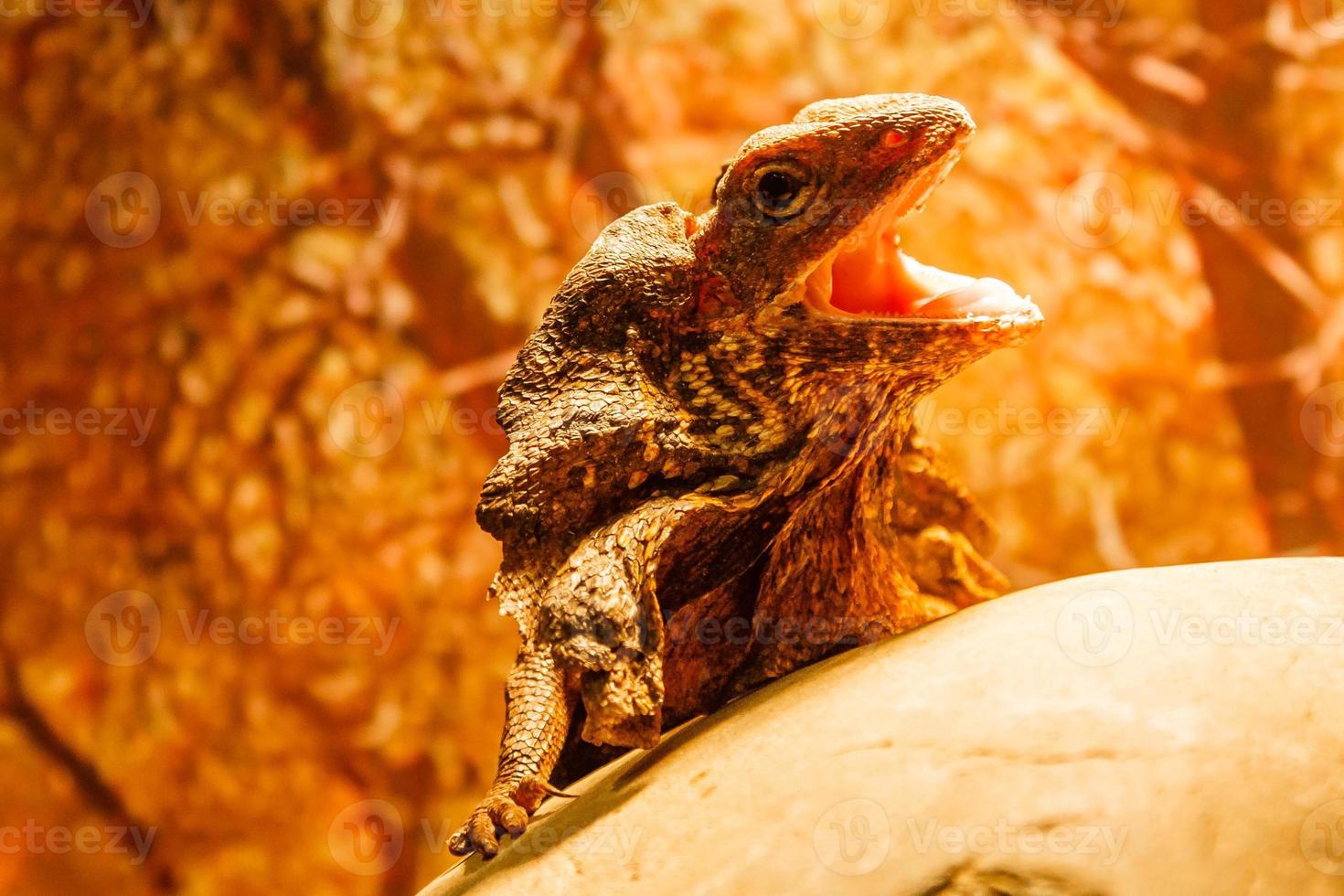 lagarto de perto foto