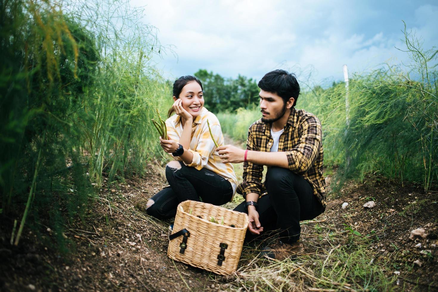 jovem casal de agricultores colhe espargos frescos no campo foto