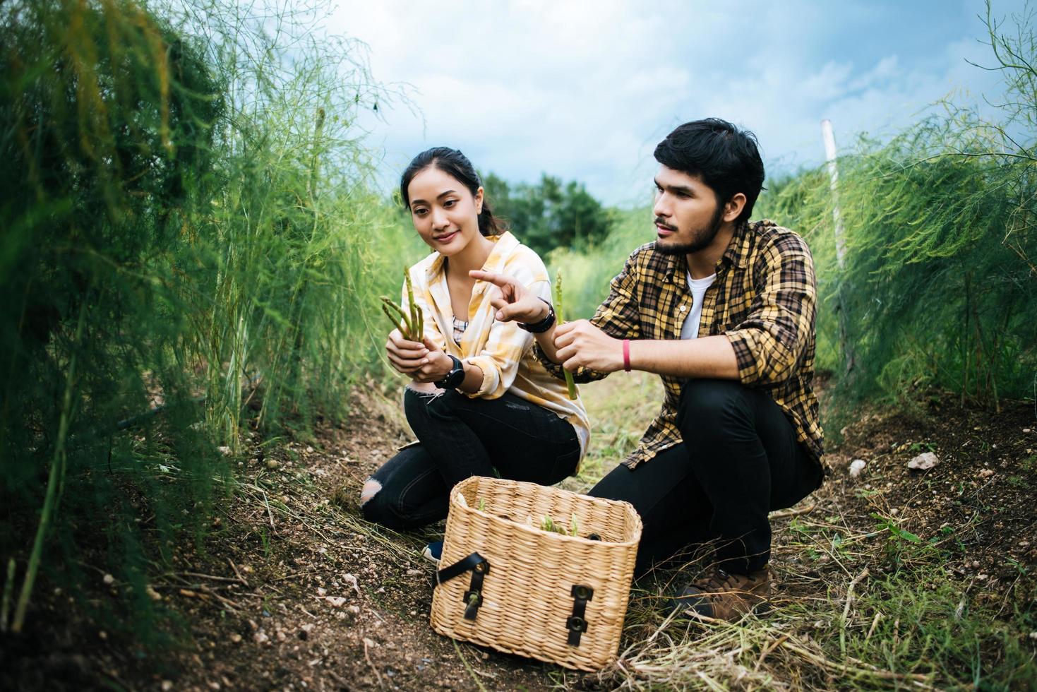 jovem casal de agricultores colhe espargos frescos no campo foto