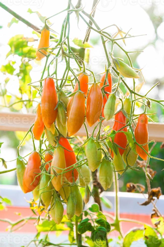 tomate cereja orgânico, tomate colorido orgânico, foco seletivo de tomate fresco foto