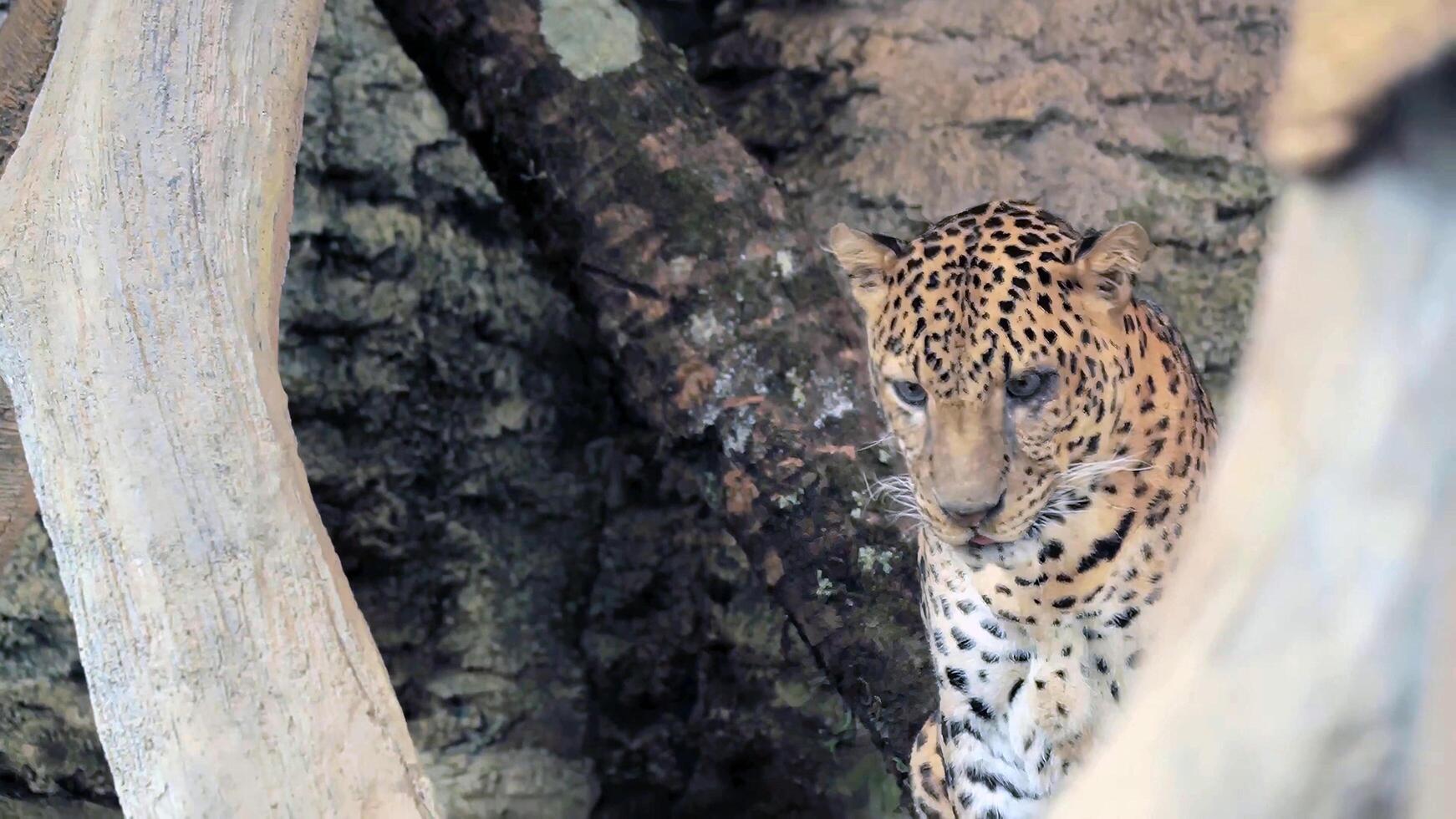 mundo dos animais fantásticos foto