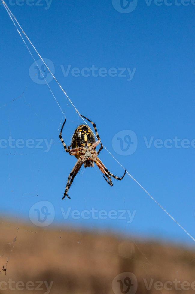 aranha na teia foto