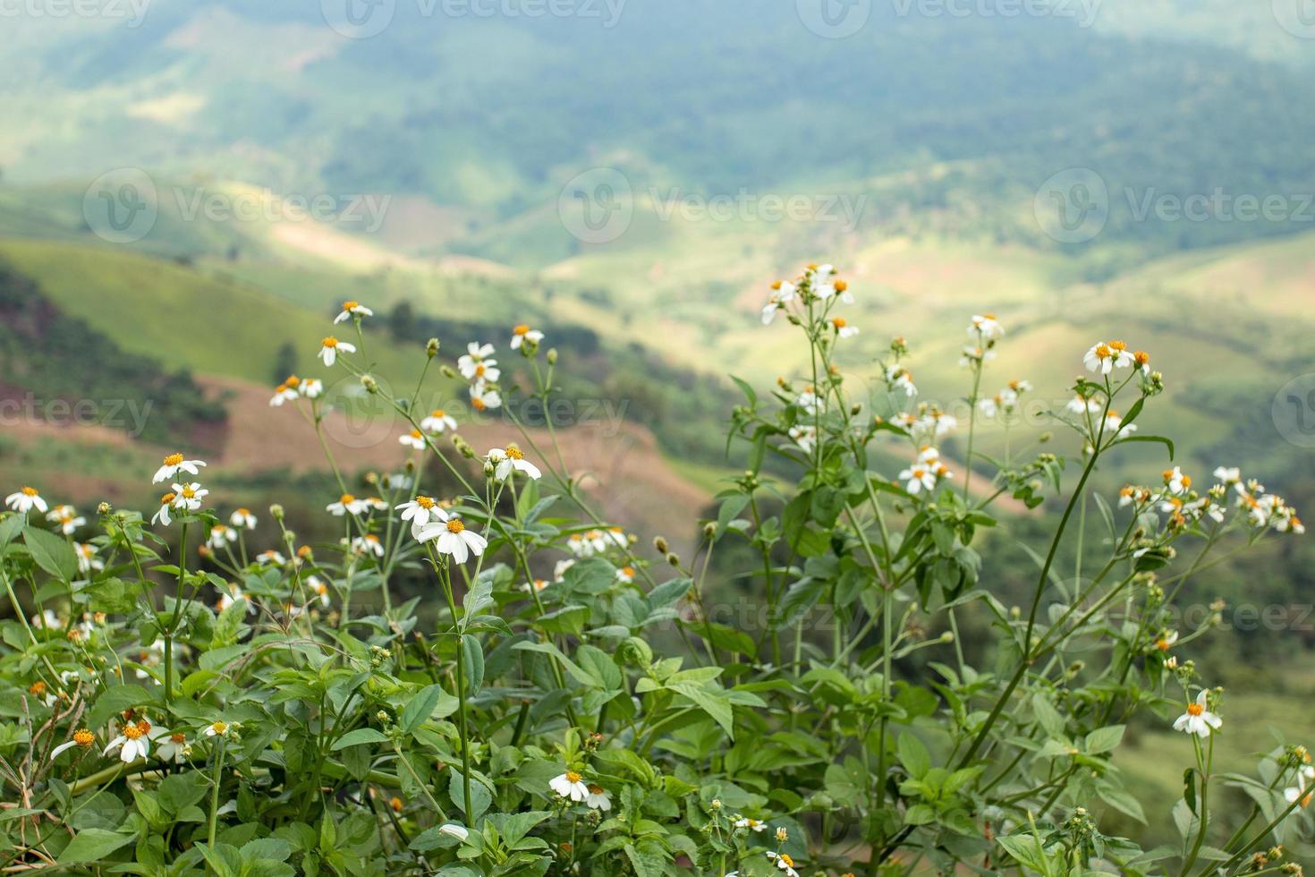 pequenas flores brancas no vasto vale foto