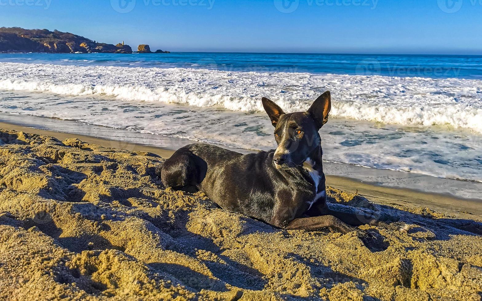 cachorro relaxando deitado na areia da praia no ensolarado méxico. foto