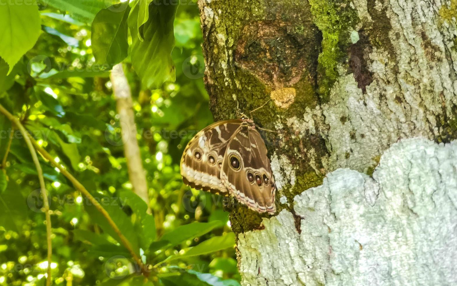 borboleta morfo azul sentada na árvore playa del carmen méxico. foto