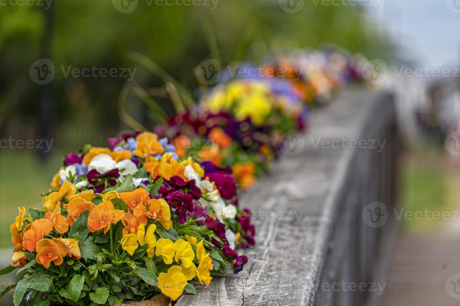 flores na ponte de madeira foto