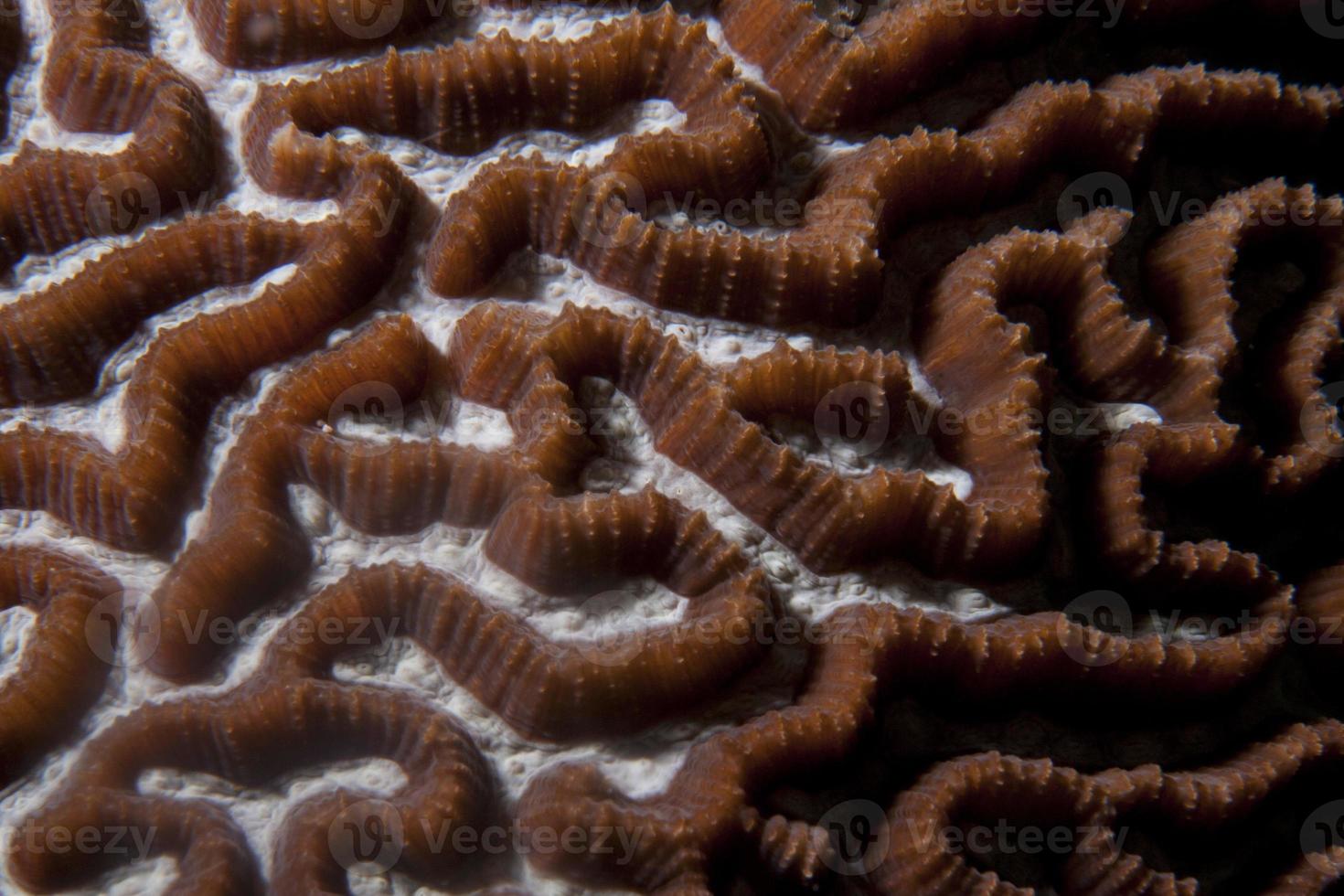 detalhe macro de coral duro de raja ampat, papua indonésia foto