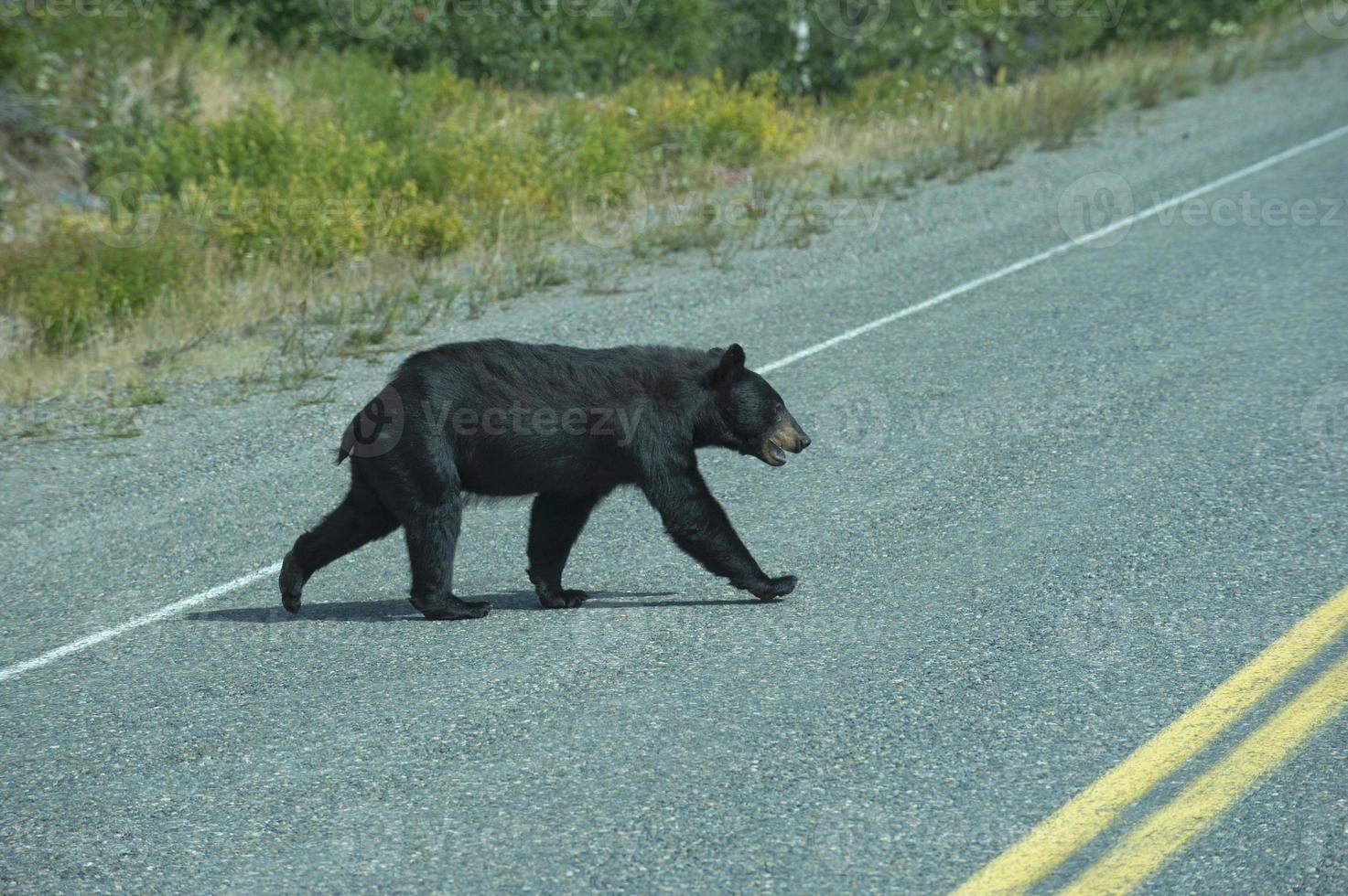 um urso preto atravessando a estrada no alasca britsh columbia foto