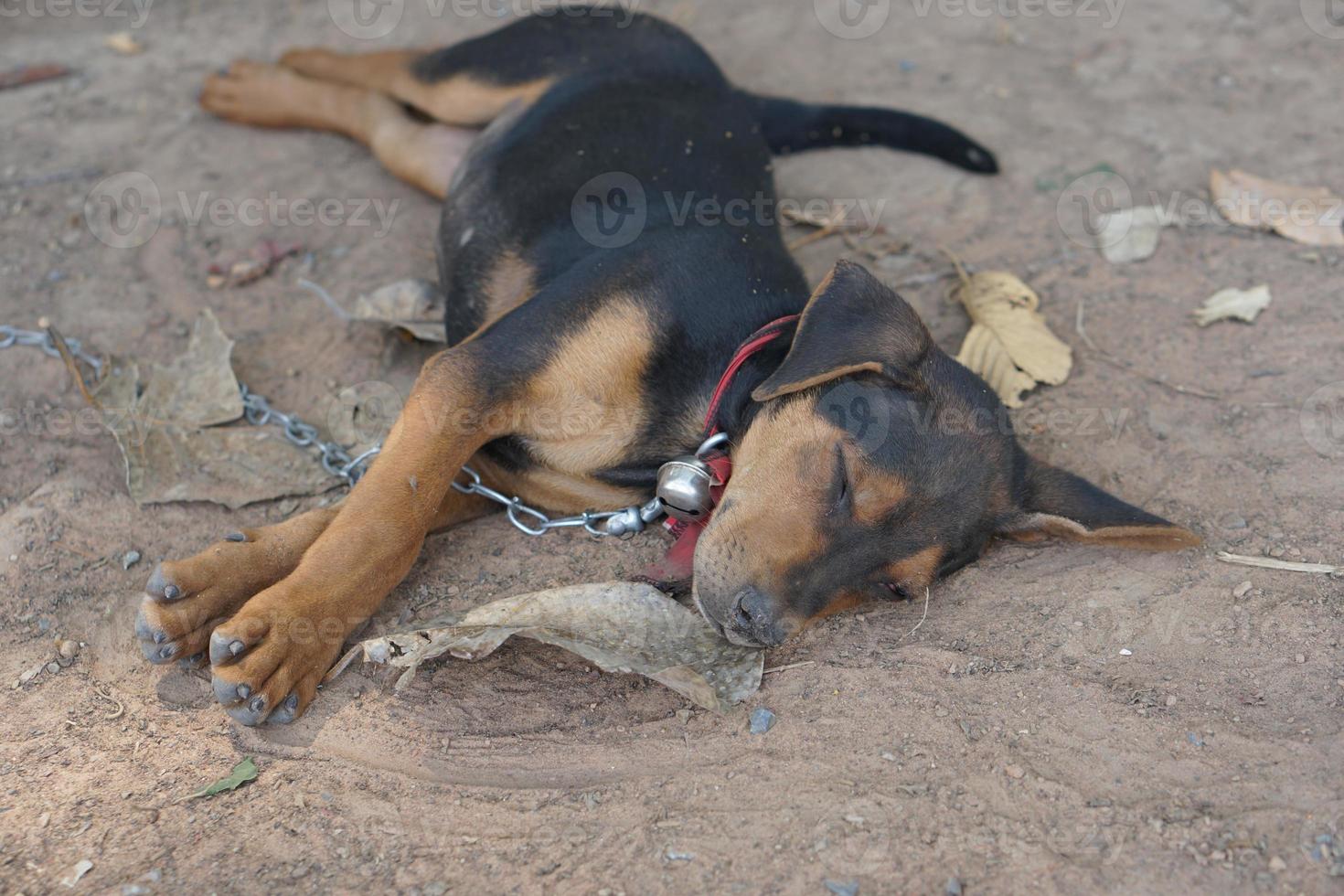 o cachorro estava amarrado a uma árvore. foto