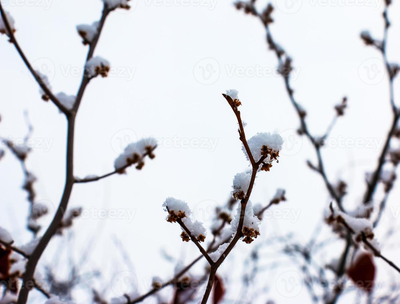 hamamélis no inverno. folhas amarelas e galhos de hamamelis virginiana cobertos de neve. foto