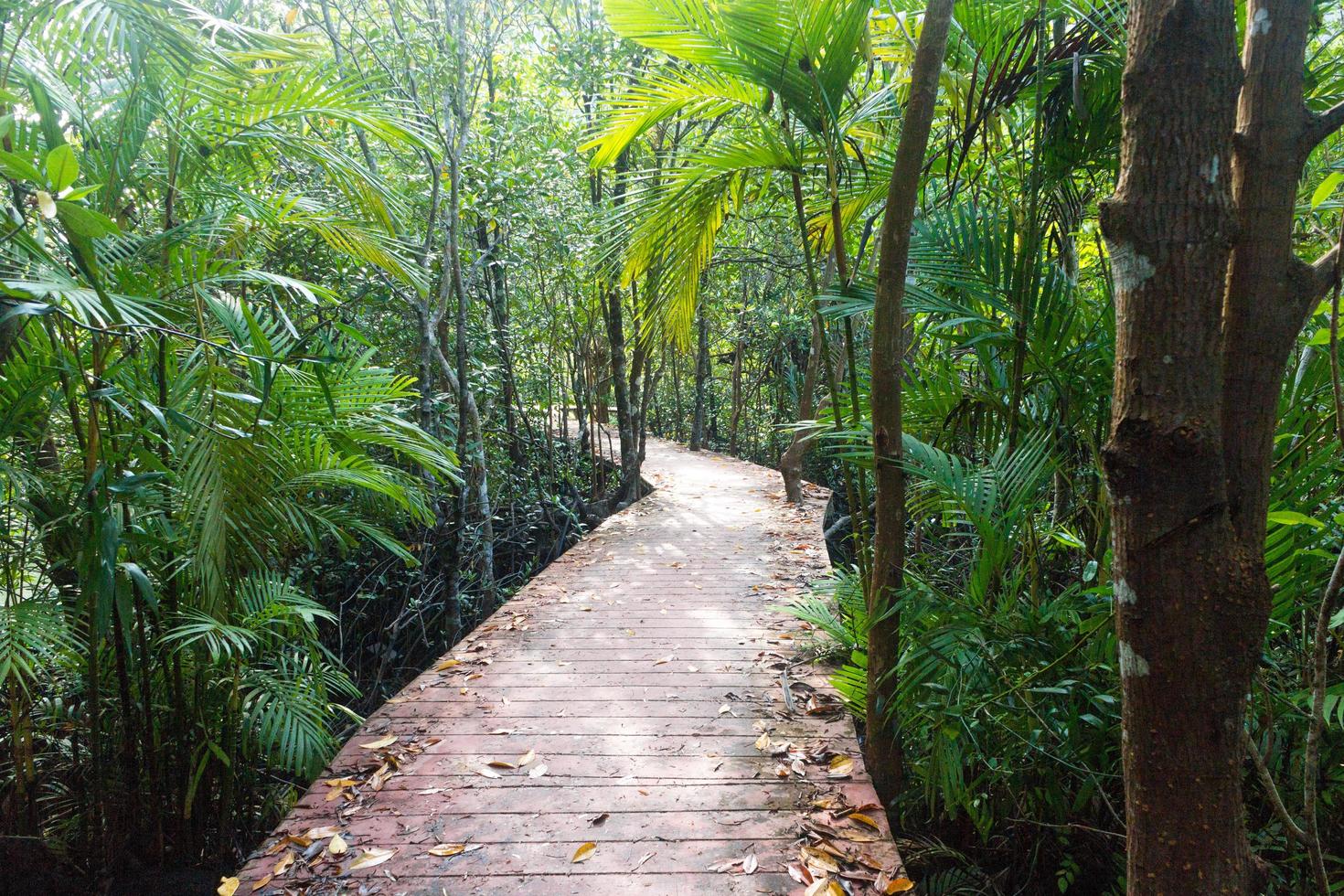 passarela de madeira na floresta foto