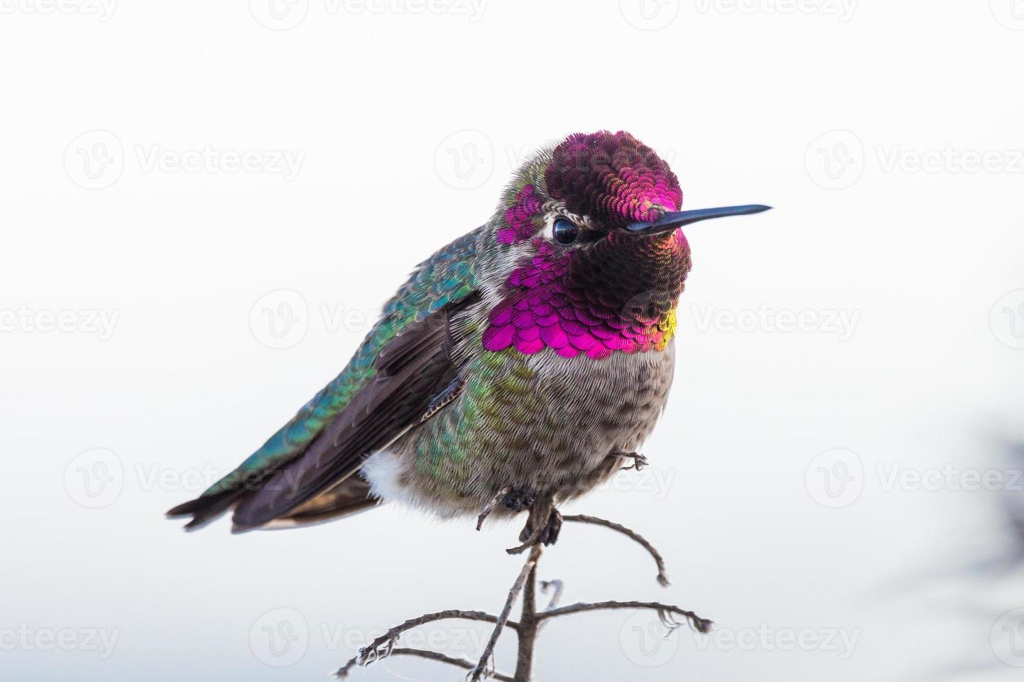 beija-flor com pequenas garras foto