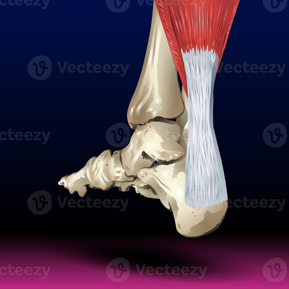osso da perna traseira - partes do corpo - órgão - pharma foto