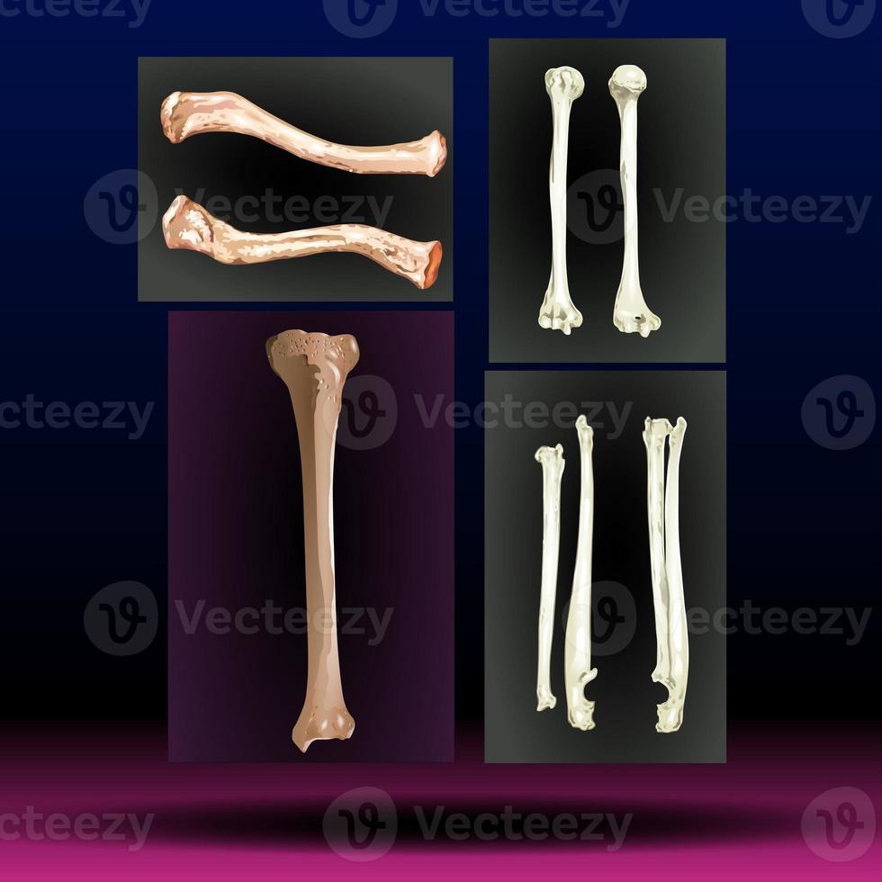 ossos - pernas - partes do corpo - membro - mão - braço foto
