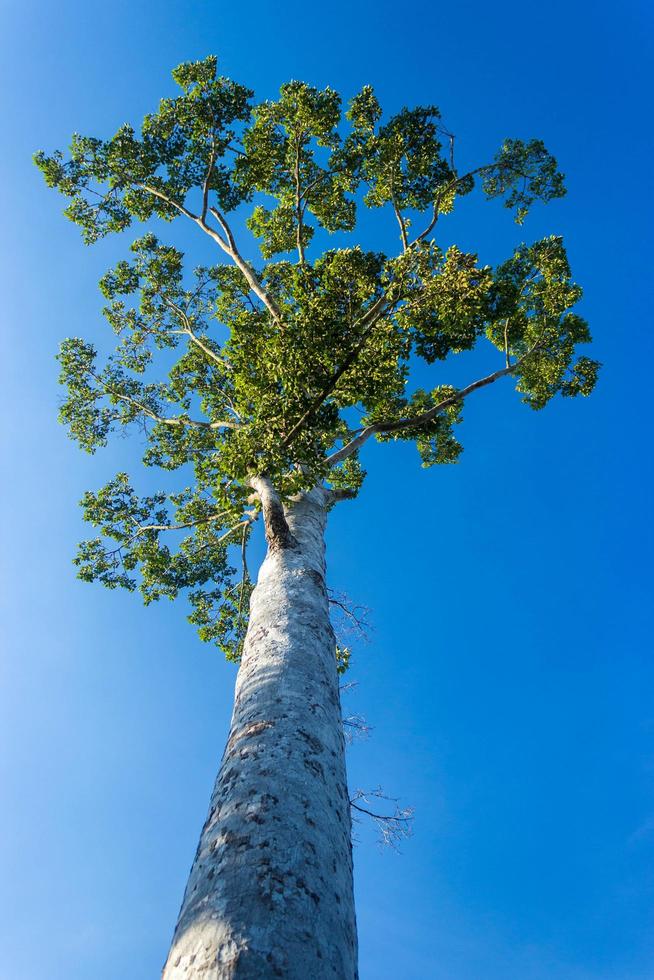 vista olhando para uma árvore alta com céu azul foto