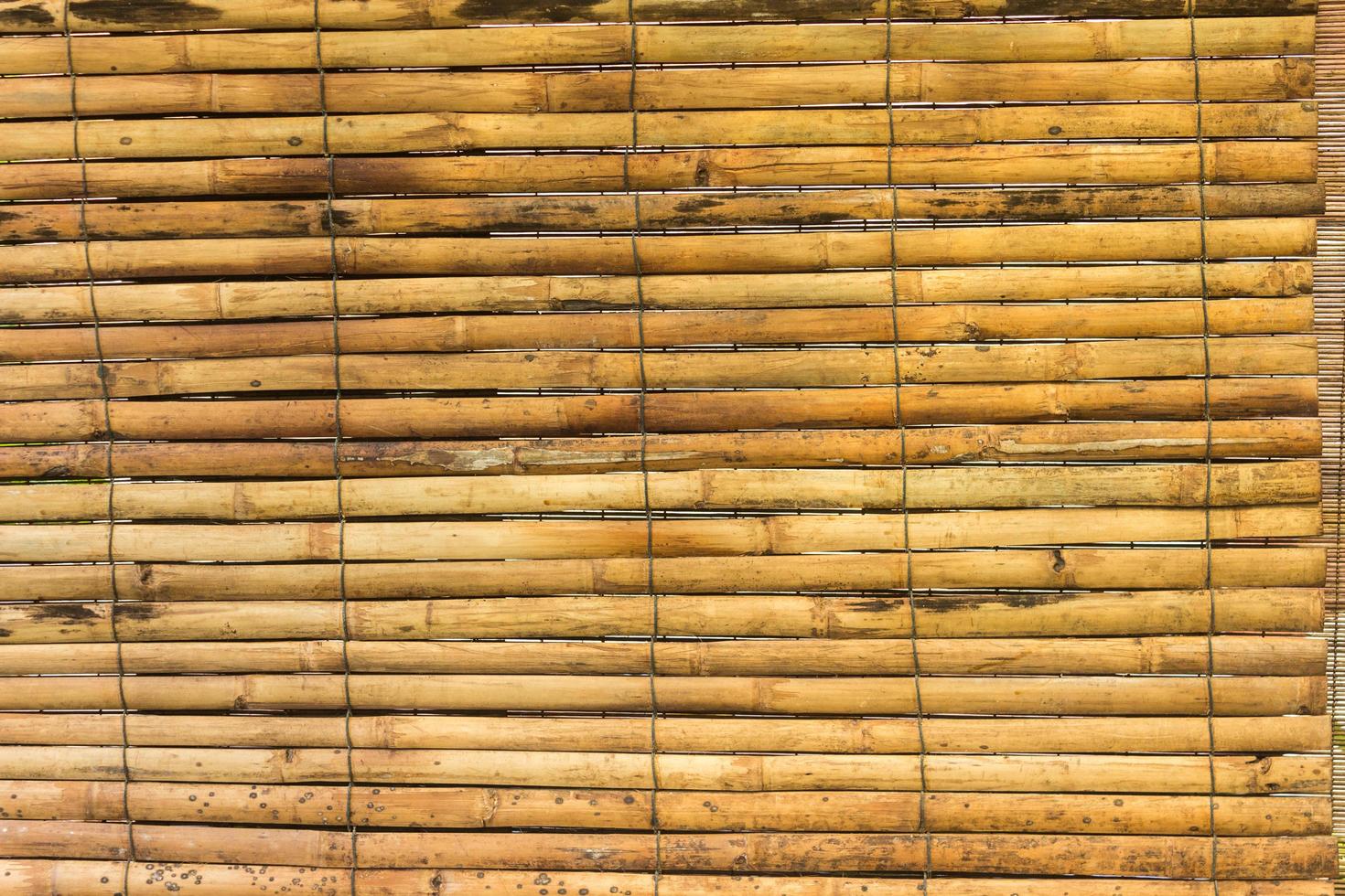 bambu amarelo para o fundo foto