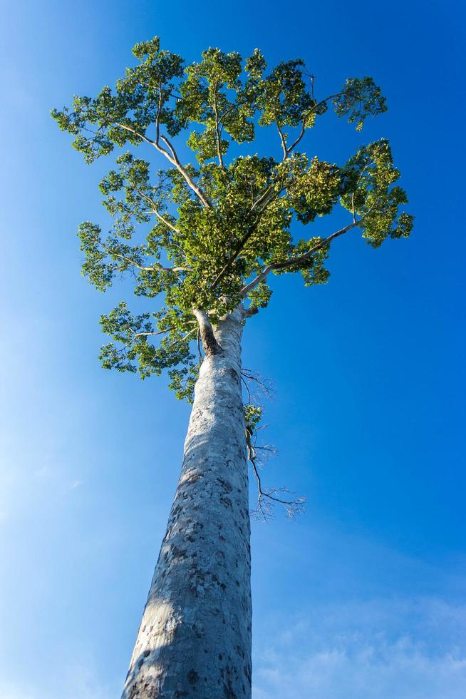 vista olhando para uma árvore alta com céu azul foto