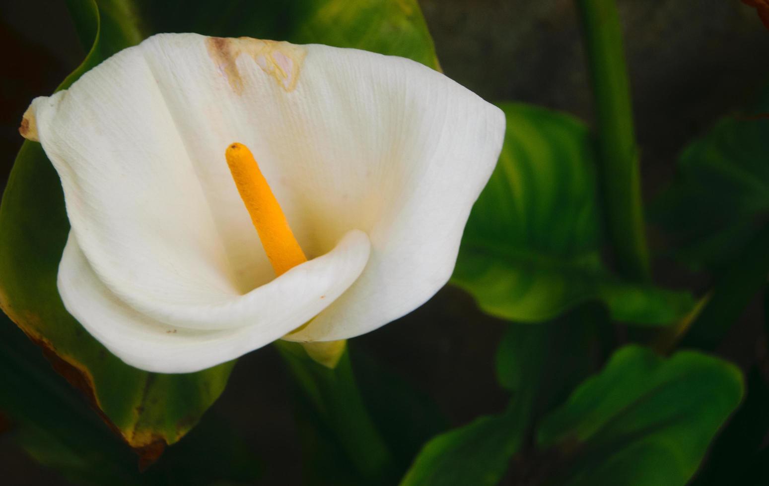 lírio de calla no jardim foto