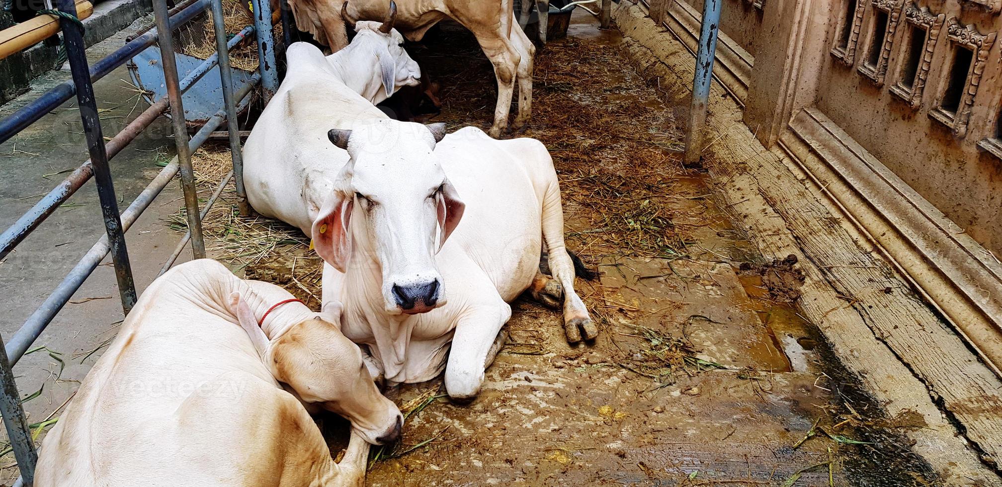 muitas vacas brancas, búfalos ou touros sentados ou arrastados em cercas, currais ou fazendas de animais. conceito de vida selvagem animal foto