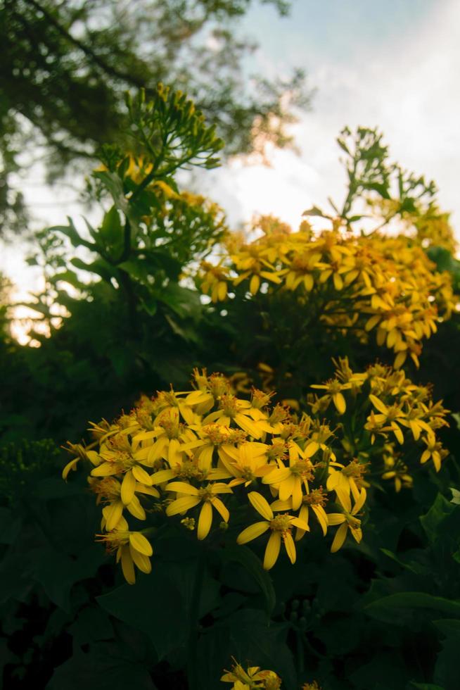 flores amarelas e céu foto