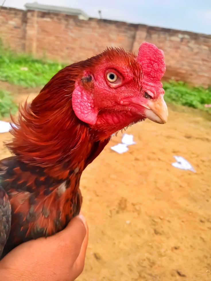 imagem aproximada da raça paquistão de frango asil foto