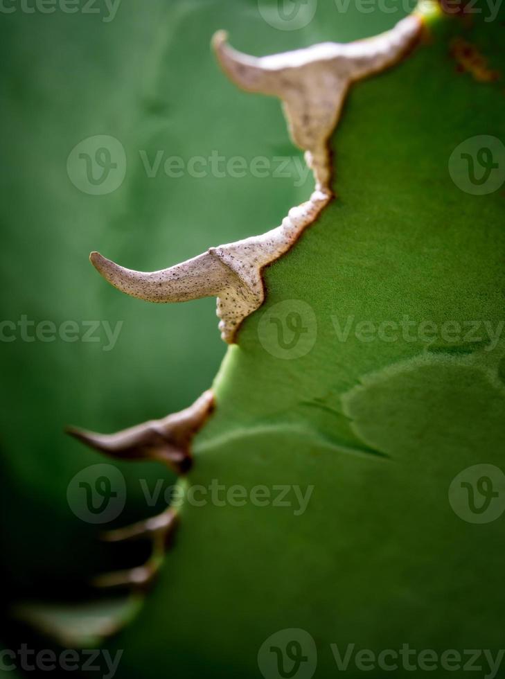 close-up de planta suculenta, detalhe de folhas frescas de agave titanota nobreza foto