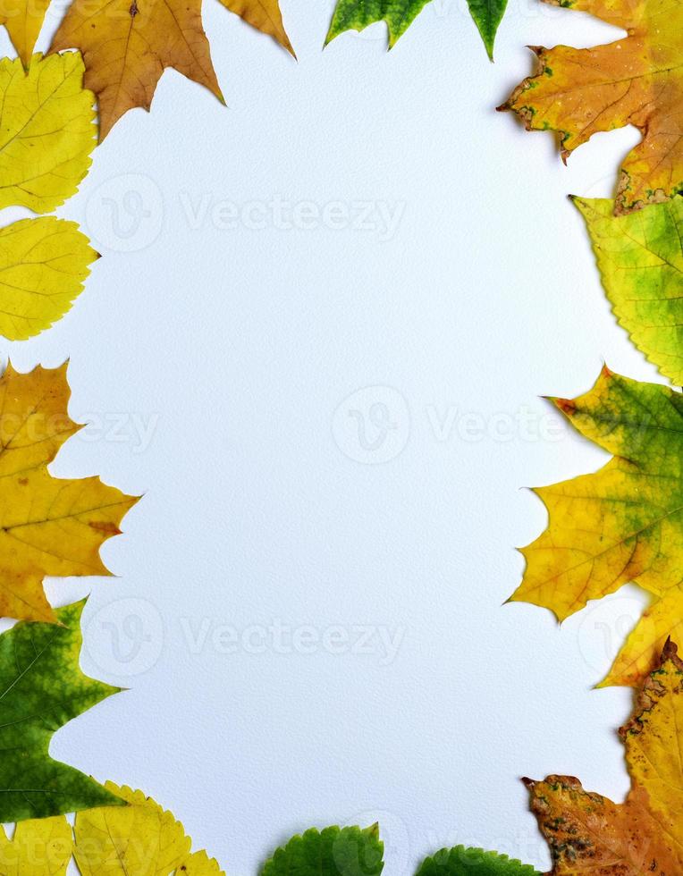 folhas amarelas e verdes de maple em um fundo branco foto
