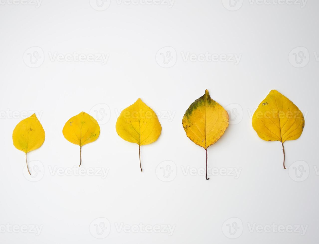 folhas de damasco secas amarelas em um fundo branco foto