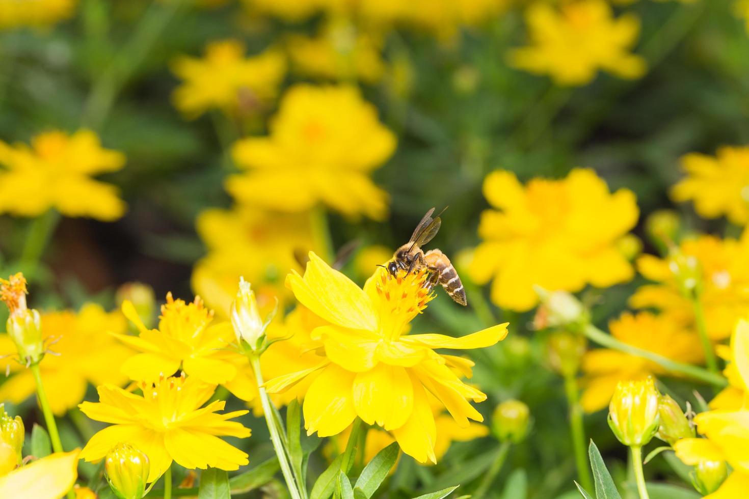 abelha procurando néctar em uma flor foto