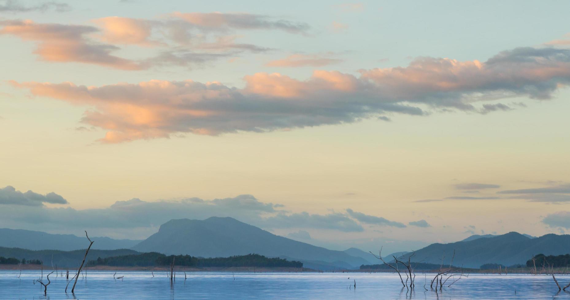 árvores secas no lago foto