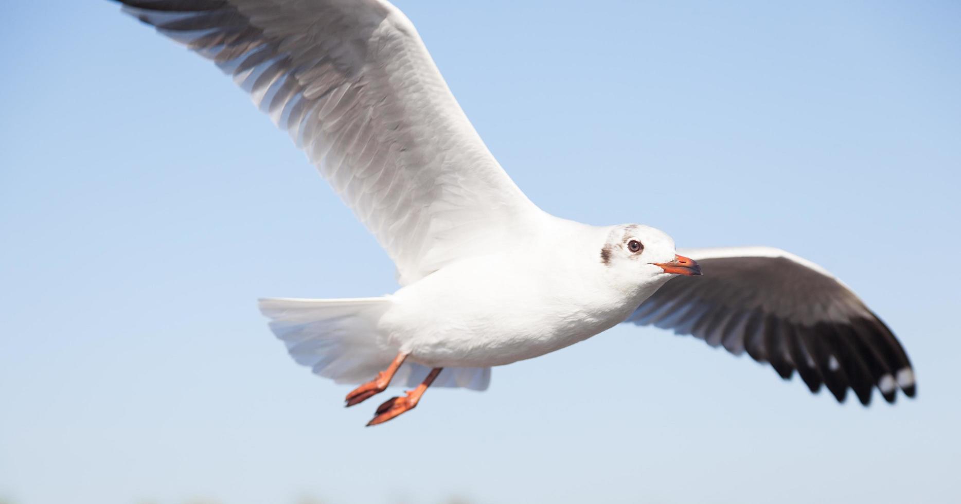 gaivotas no céu foto