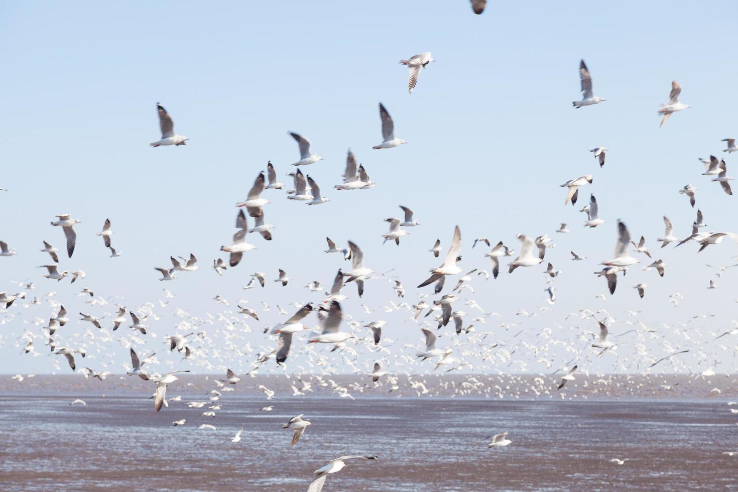 gaivotas no mar foto