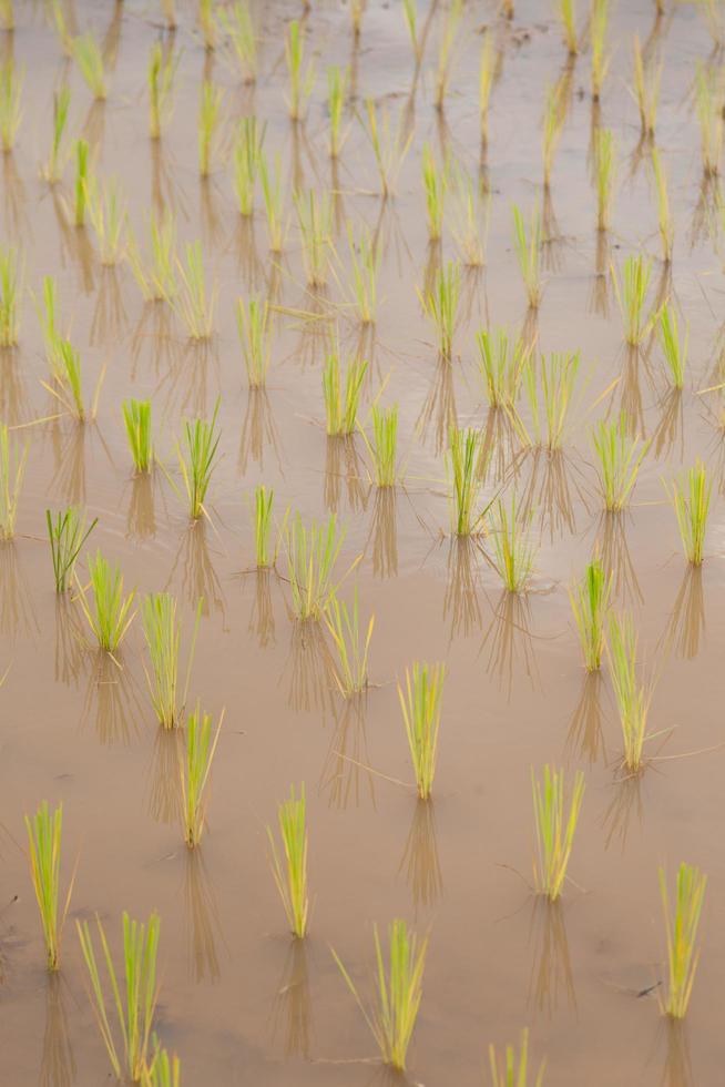 fazenda de arroz na tailândia foto