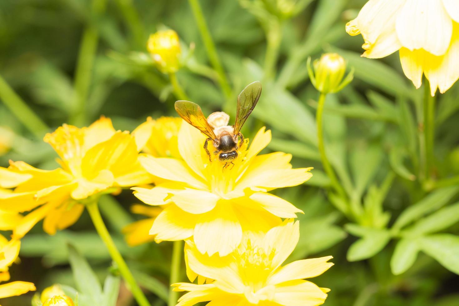 abelha procurando néctar em uma flor foto