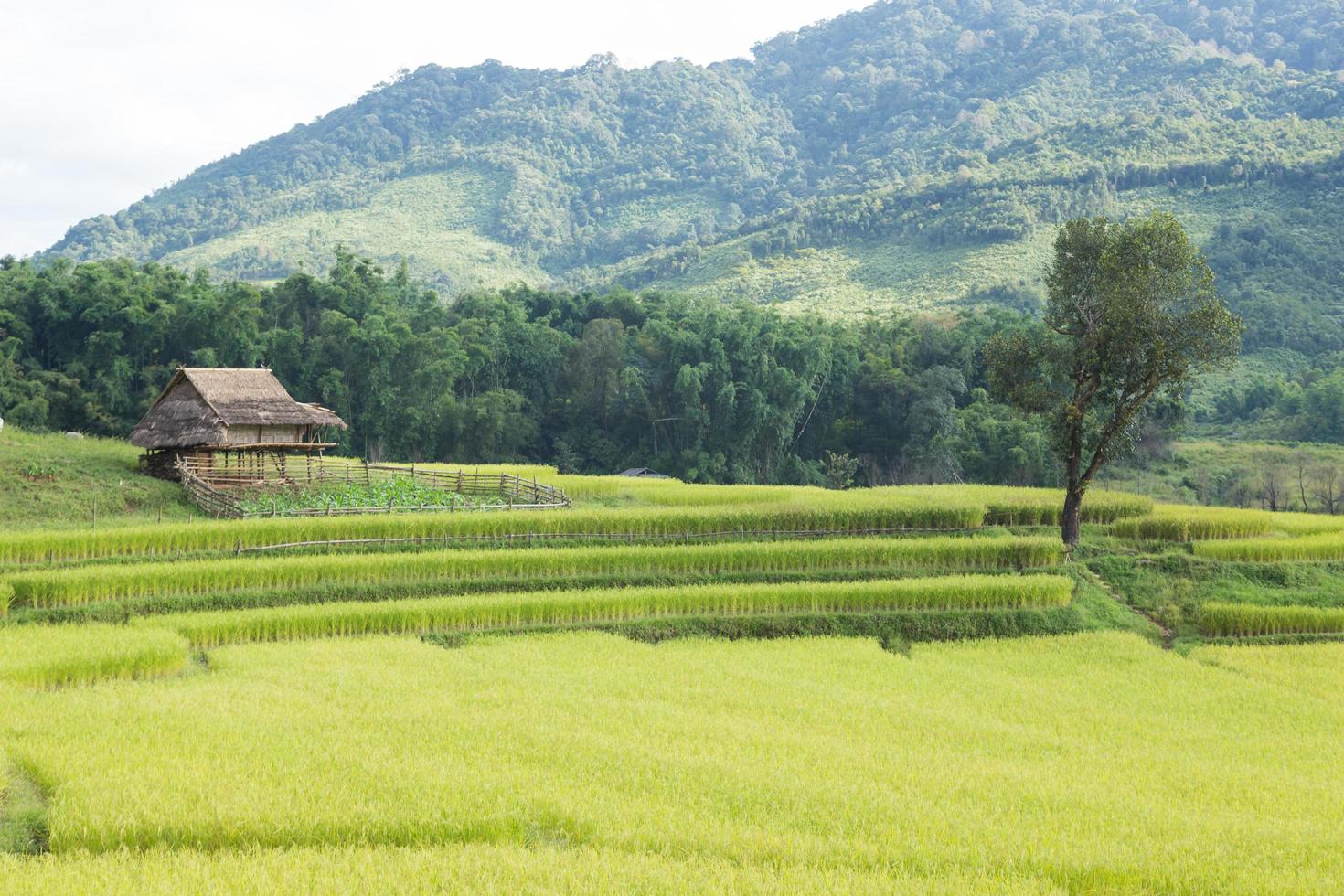 fazenda de arroz na tailândia foto