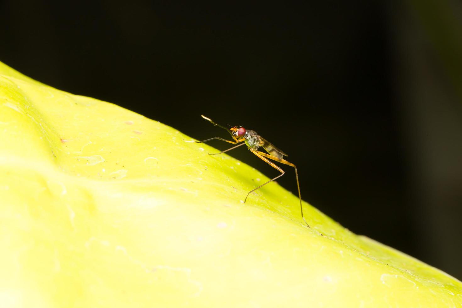 macro pequenos insetos foto