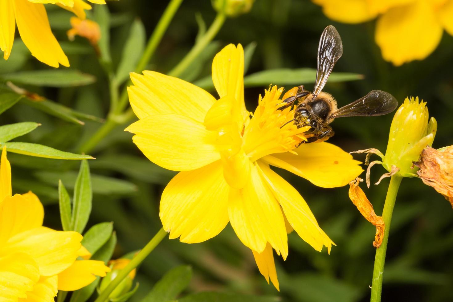 abelha procurando néctar em uma flor foto