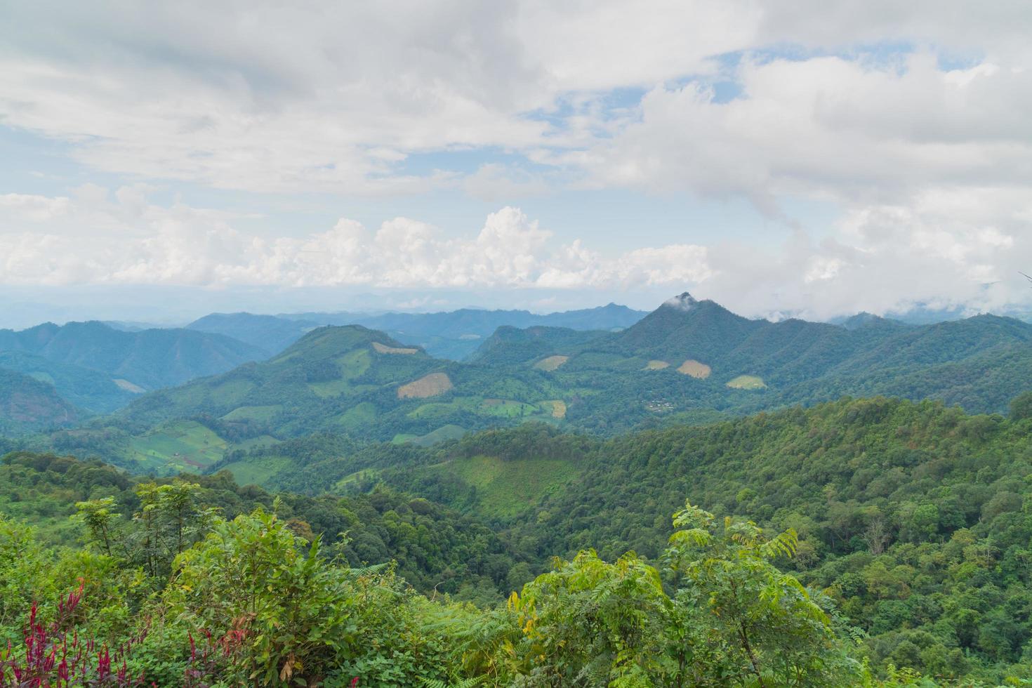 paisagem florestal na tailândia foto