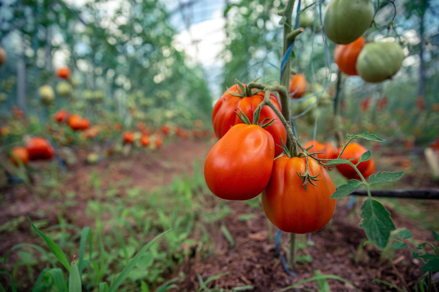 tomates na estufa foto