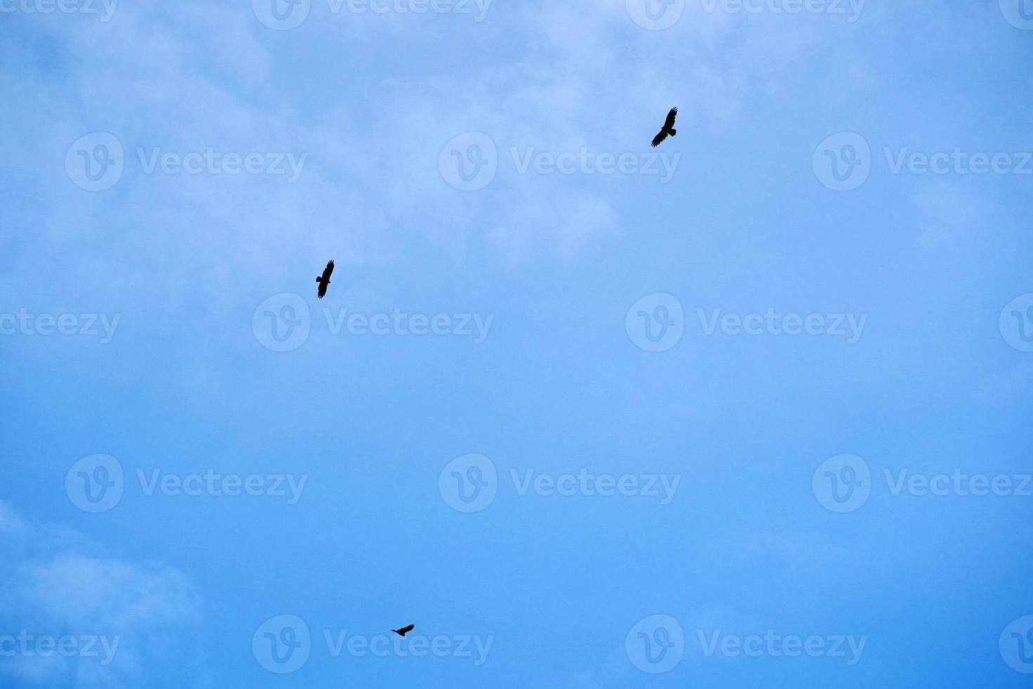 pássaro abutre voador no céu foto