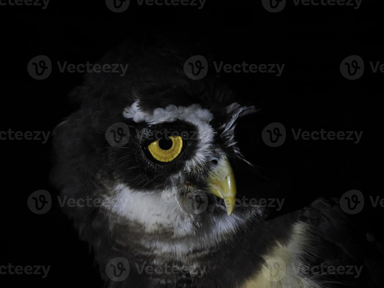 coruja de óculos pulsatrix perspicillata isolada em preto foto