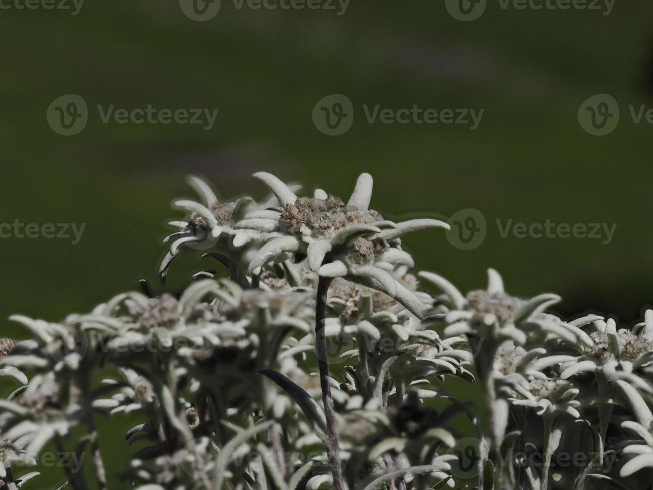 detalhe da flor estrela alpina edelweiss close-up foto