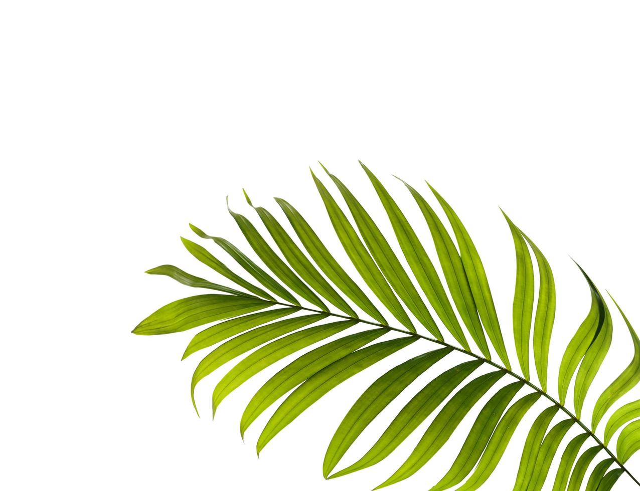 folha de palmeira verde com espaço de cópia foto