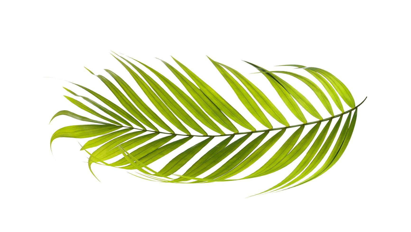 folha de palmeira isolada no fundo branco foto